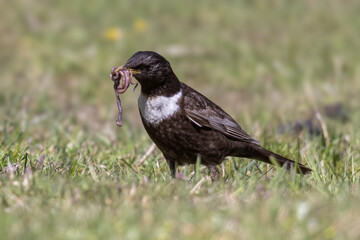 Obraz premium Ring ouzel hunting for worms in Jotunheimen national park, Norway during the vibrant spring season