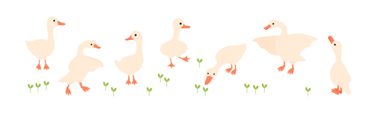 Goose farm animals vector set. Cute geese in a field.  Simple illusration isolated on white.