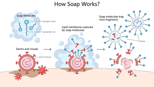 soap molecules break down lipid membranes of viruses and trap them in micelles for removal diagram hand drawn schematic raster. Science educational illustration