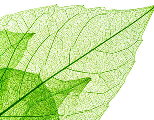 Obraz premium Close-up of a vibrant green leaf, showcasing intricate vein structure against a black backdrop