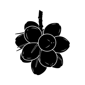Silhouette of King Coconut Thambili for Tropical Refreshment and Sri Lanka