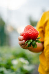 An extreme close-up puts the focus sharply on a ripe strawberry held in a childs hand, with the...