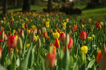 field of tulips