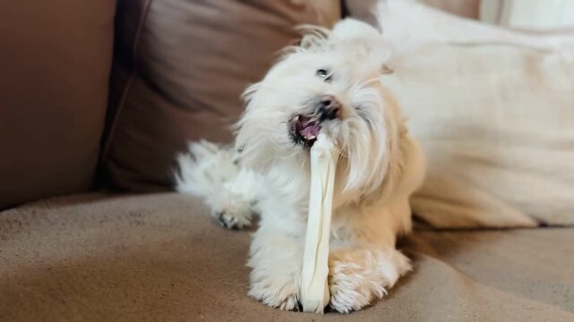  White Long-Haired Dog Enjoying Dental Chew Bone Treat on Comfortable Couch Home