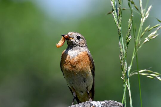 Vogel mit Raupe