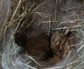 3 weeks old Kastorex bunny babies hidden in its burrow made from straw and rabbit hair. © Tadeas_H