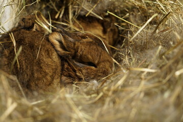 Obraz premium 3 weeks old Kastorex bunny babies hidden in its burrow made from straw and rabbit hair.