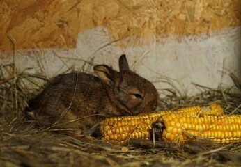 3 weeks old Kastorex bunny babies hidden in its burrow made from straw and rabbit hair. © Tadeas_H