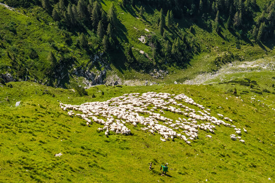 A large flock of sheep grazes on a steep, green hillside, overseen by a shepherd and dog. Casera Canin,Resia Valley,Julian Alps,Italy