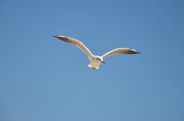 One white wild seagall soaring high in bright blue sky in sunny day. 
