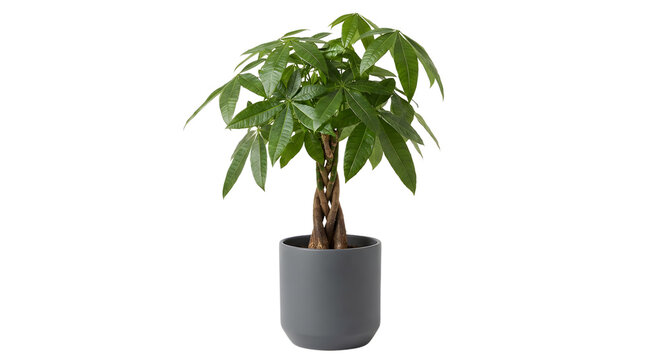 Pachira Aquatica Money Tree in Gray Pot &ndash; Indoor Plant Icon (Transparent Background)