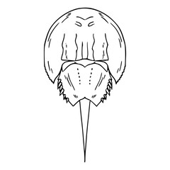 detailed marine horseshoe crab outline drawing for science