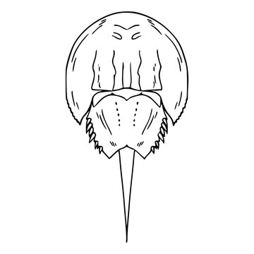 detailed marine horseshoe crab outline drawing for science