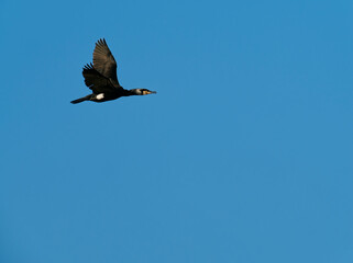 Kormoran, Phalacrocorax carbo
