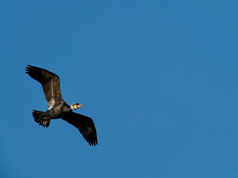Kormoran, Phalacrocorax carbo