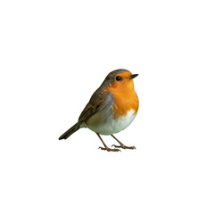European robin bird on transparent background