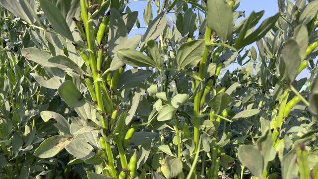 Close-up of fresh green broad bean pods (fava beans) growing on healthy plants in an organic farm