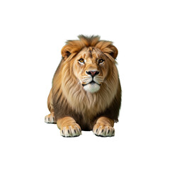 Obraz premium Majestic male lion with full mane on transparent background