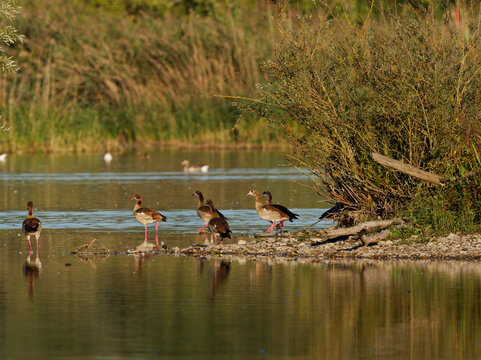 Nilgans, Alopochen aegyptiaca,