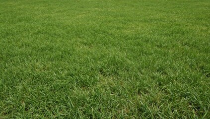 A vibrant green field, texture from the nature. An expansive view of lush, green grass thriving