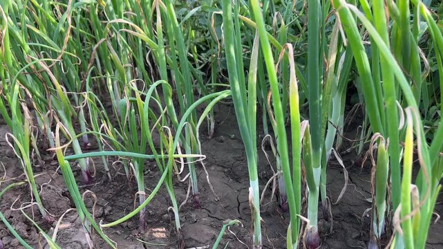 Close-up of fresh green onion plants (allium cepa) growing in an organic agricultural farm field