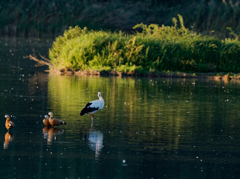 Weissst&ouml;rche, Ciconia ciconia, und Rostg&auml;nse, Tadorna ferruginea, im Abendlicht
