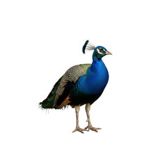 Vibrant peacock standing isolated on transparent background