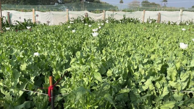 Wide-angle view of an expansive opium poppy field (Papaver somniferum) with blooming white flowers under a protective agricultural net