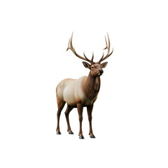 Fototapeta premium Majestic elk with large antlers on transparent background