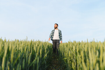 Farmer walking and inspecting green wheat field before harvest © Serhii
