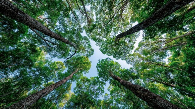 Looking up through tall trees towards the bright blue sky and green canopy