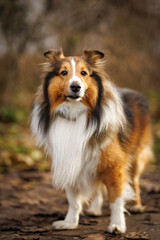 Sheltie dog standing outdoors in autumn light