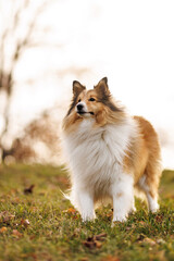Obraz premium Sheltie dog standing on hill with bright white sky background