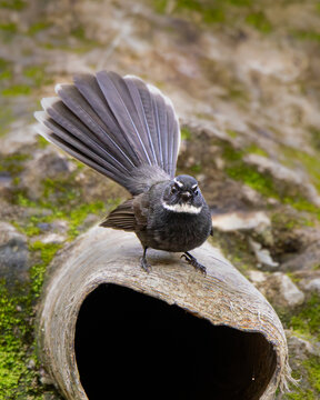 White-throated fantail