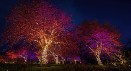 Fototapeta premium Illuminated trees shining with glowing lights creating a joyful and calm nighttime atmosphere