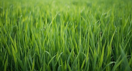 Obraz premium Green grass background texture designed for text layout with natural copy space and clarity