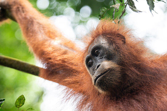 Orangutan hanging from a tree branch in Bukit Lawang national park in Sumatra, Indonesia, during daylight hours and surrounded by green foliage