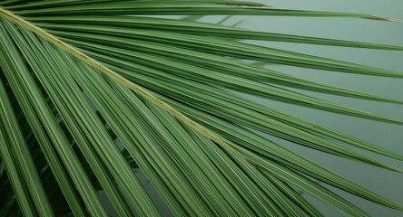 Obraz premium Green palm leaf surface texture emphasizing natural vein and color