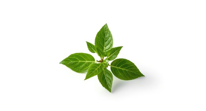Isolated bergamot sprig showing lively green leaves on a pristine white backdrop