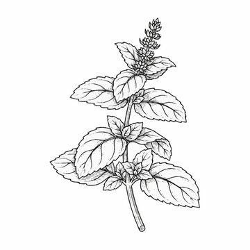 Detailed black and white line drawing of a basil plant with leaves and flowers.