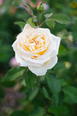 Yellow rose with light petal tips outdoors