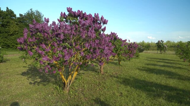 A wide field of lilac trees in full purple bloom spreads across the Dobele Lilac Garden on a bright spring day. Rows of flowering shrubs and green grass create a vibrant, serene seasonal landscape. 