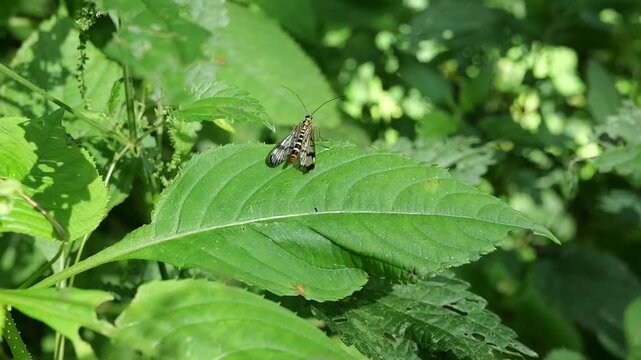Meadow scorpionfly (panorpa vulgaris) insect flying of green leaf