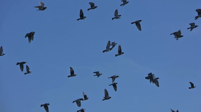 Feral Pigeons (Columbia livia) in flight in slow motion. January, Kent, UK [Slow motion x10]