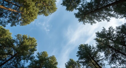 Obraz premium Copy space texture featuring natural sky background and pine tree top