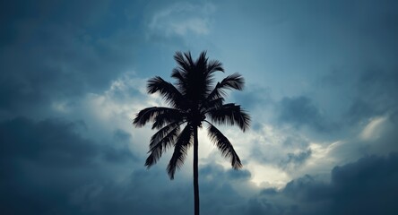 Obraz premium High contrast silhouette of palm tree framed by a cloud filled sky and clear copy space
