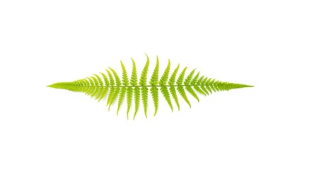 Obraz premium High resolution image of a green fern leaf on a plain white isolated background