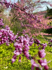Fototapeta premium Close-up of vibrant purple flowers on tree branch in spring garden