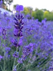 Fototapeta premium Close-up of lavender flowers in a field with blurred background greenery