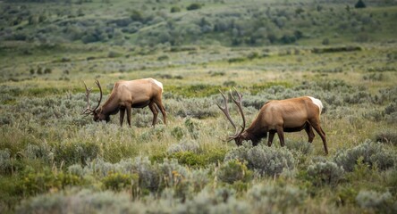 Fototapeta premium Elk peacefully grazing in expansive natural meadow habitat